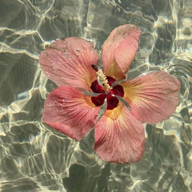 Sun-Kissed Bikini Smooth (6-pack) at Along The Coast Aesthetics in Camarillo, CA